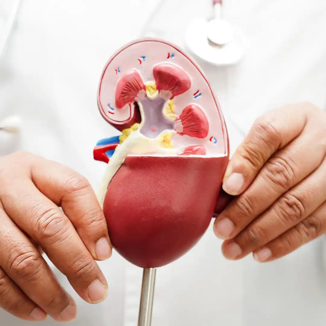 foto ilustrativa de rins - dr josué vieira, médico nefrologista em campo grande, ms